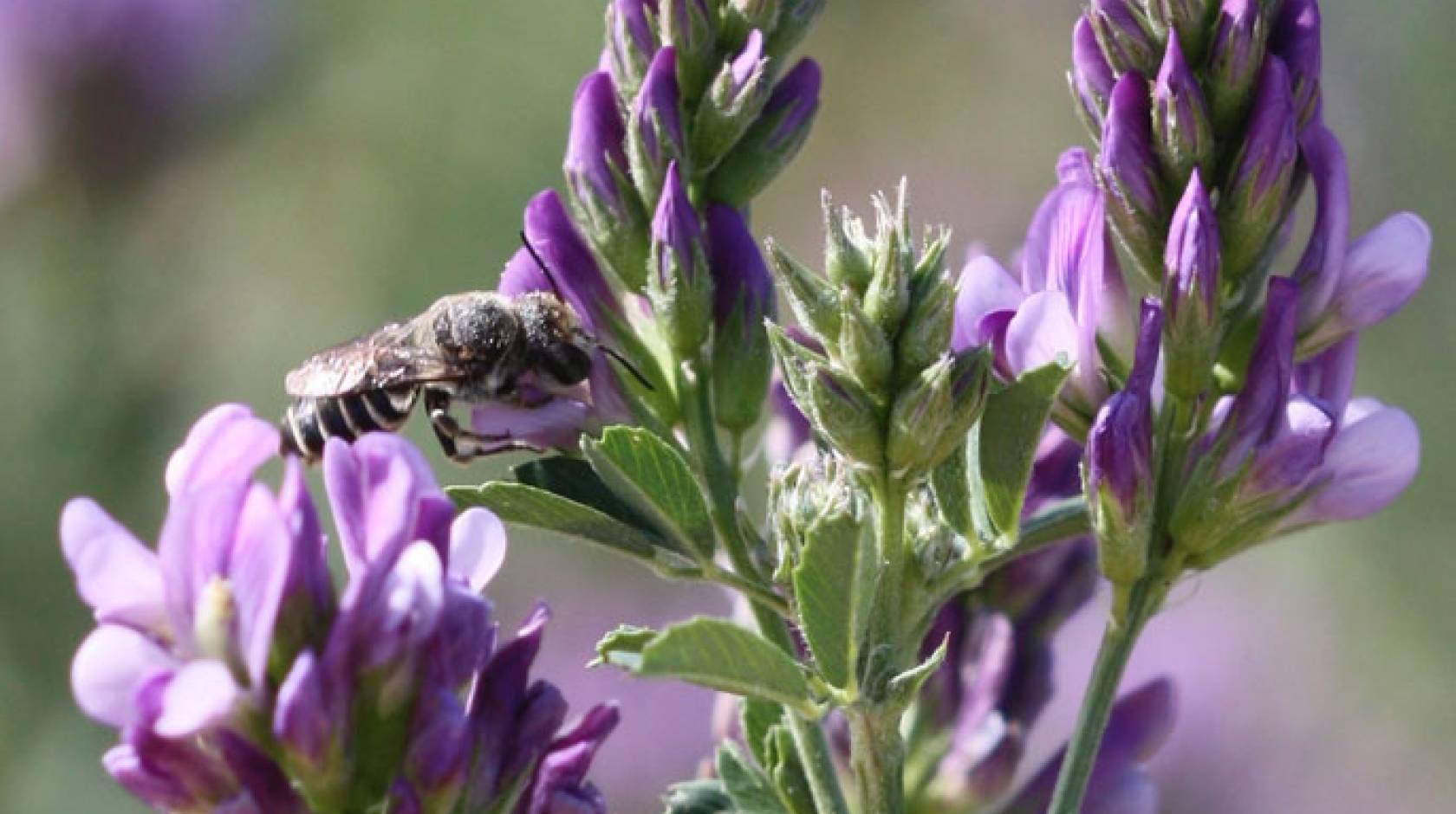 UC Riverside bacteria wild bees