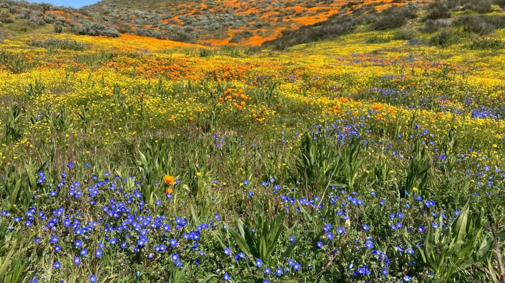 Green meadow and hillside with many colors of wildflowers