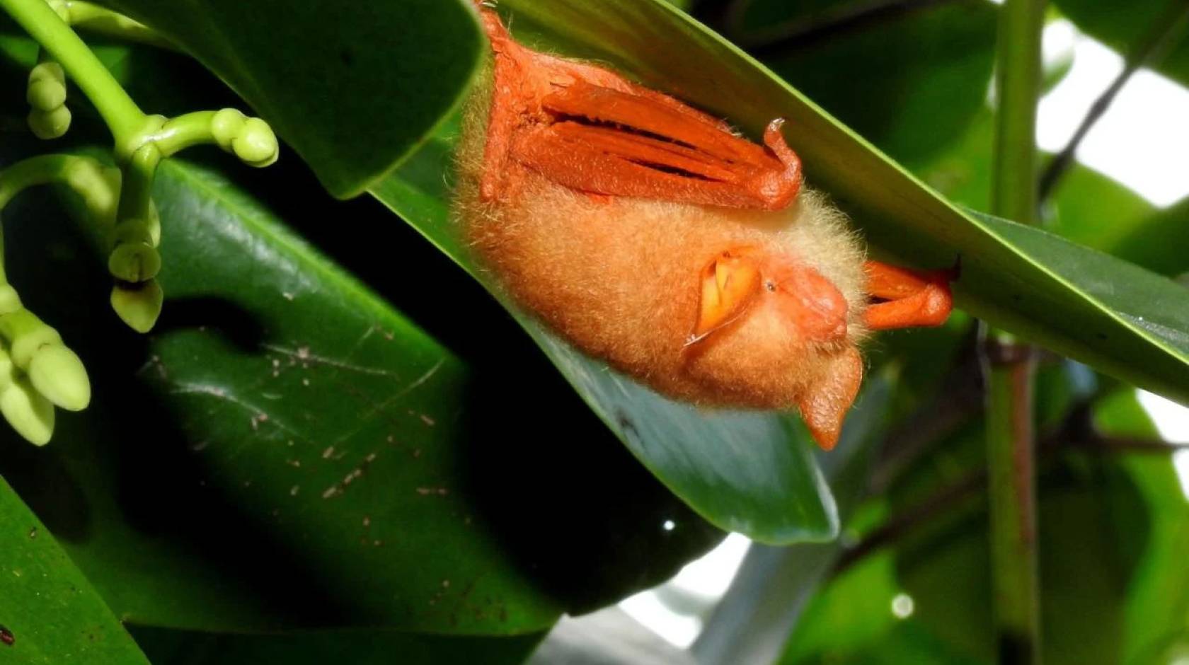 Orange bat hangs upside down from a leaf