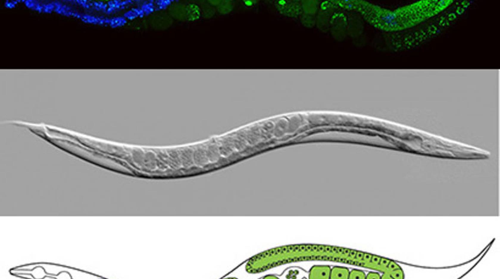 UC Santa Cruz worm composite