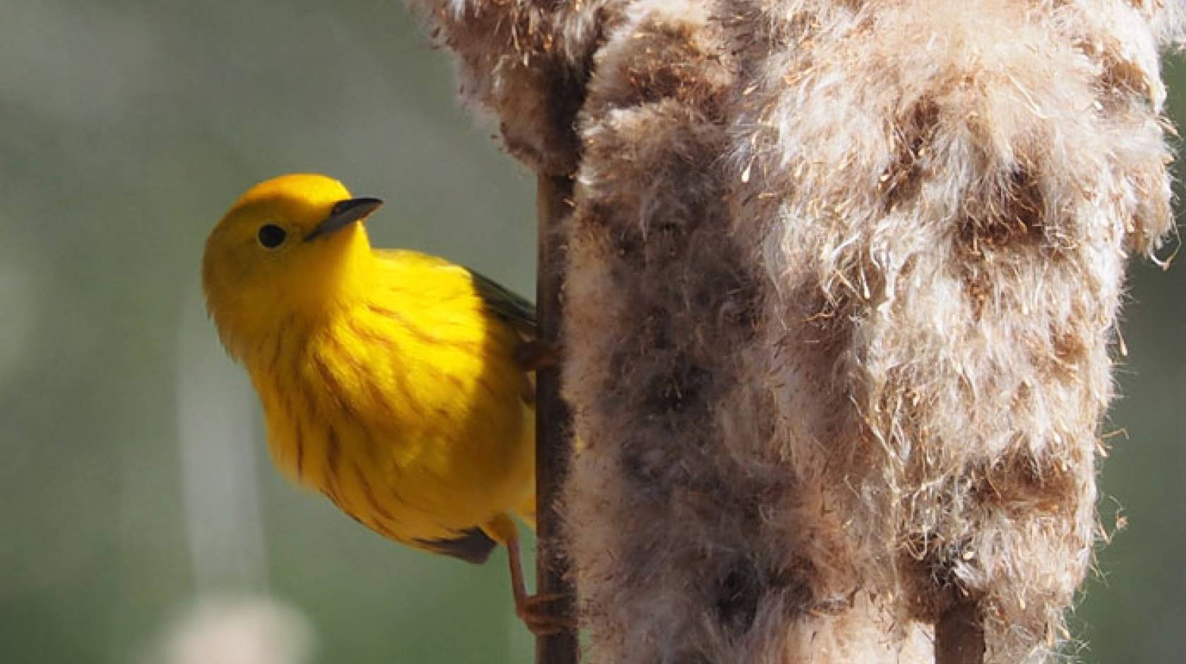 yellow warbler UCLA