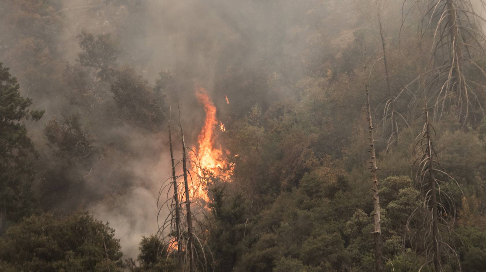 A wildfire burning in a forest in Yucaipa, California