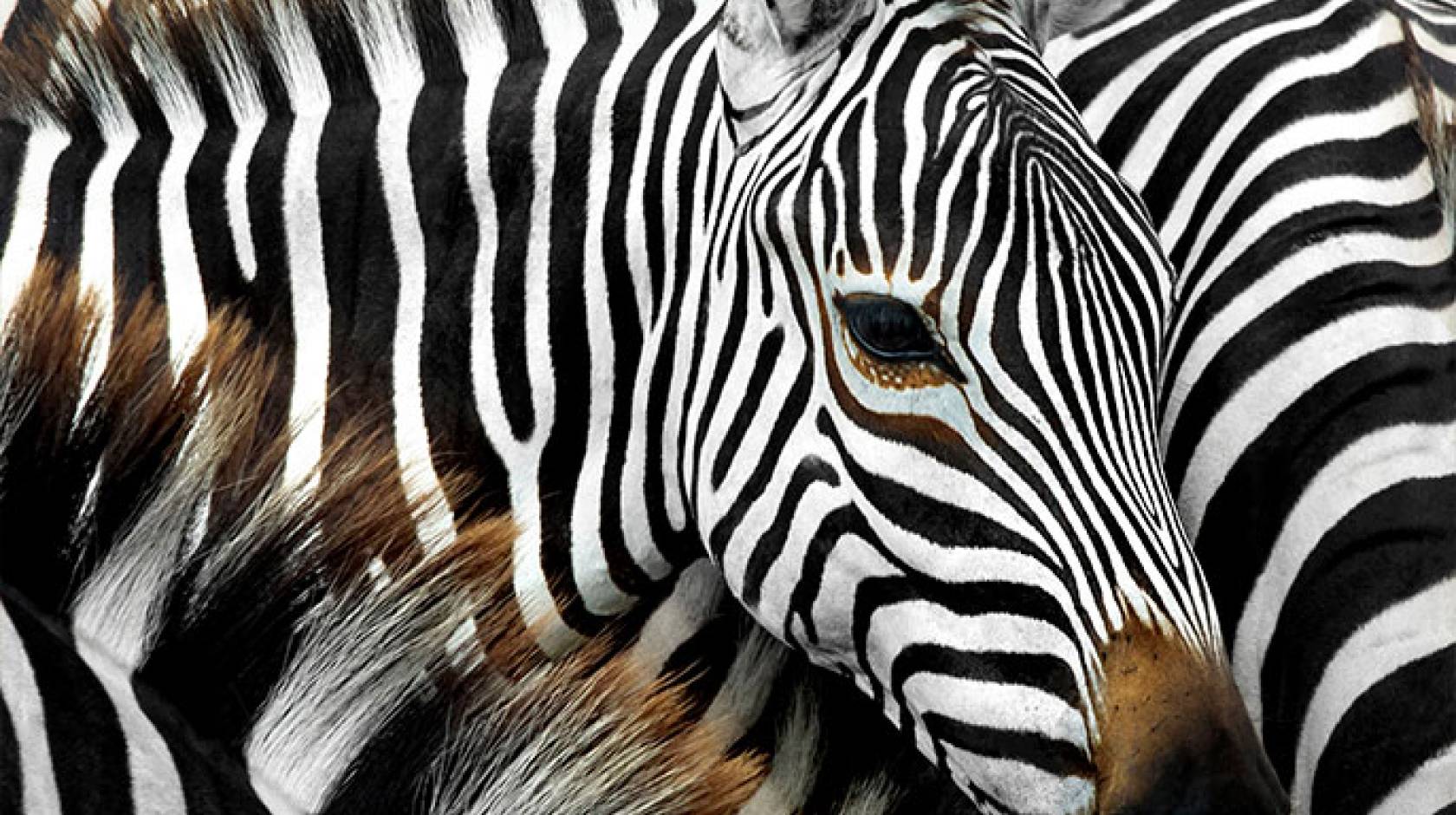 Zebra stripes