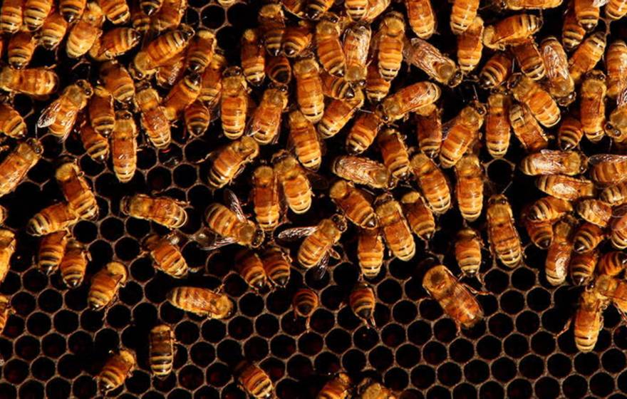 Interior view of bees in a beehive