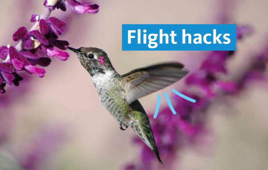 An image of a hummingbird flying with text that says "Flight hacks"