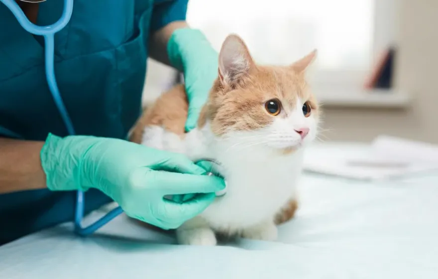A veterinarian is using a stethoscope to examine a brown and white cat. The cat's eyes are slightly dilated. Researchers have found cats show fewer signs of stress when appointments are virtual rather than in a veterinary office. 