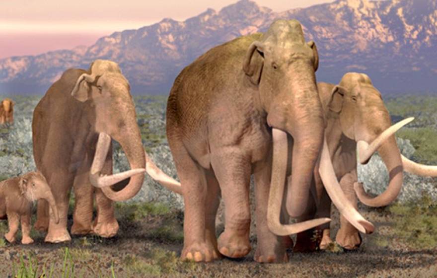 Artist's rendering of a pack of woolly mammoths walking across a scrubby landscape with mountains in the background