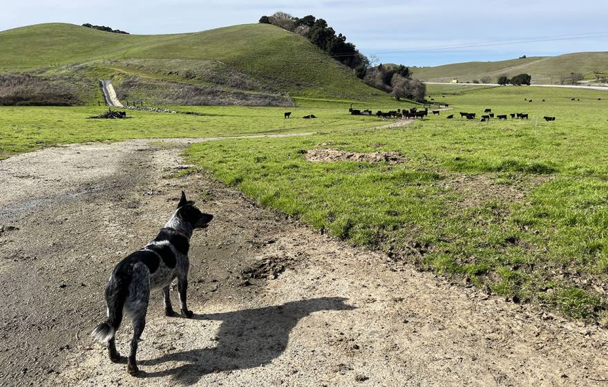 A cattle dog looks on at distant cows