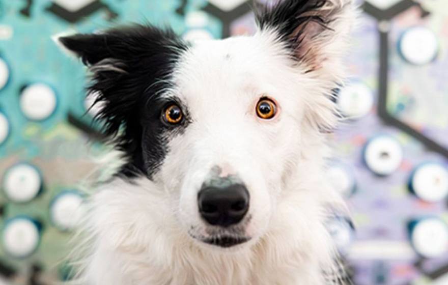 A black and white dog in front of a soundboard