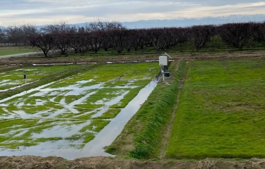 AI irrigation A field in an orchard somewhat flooded with water