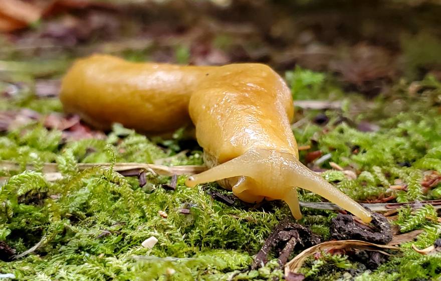 A banana slug craws toward the camera on a mossy forest floor