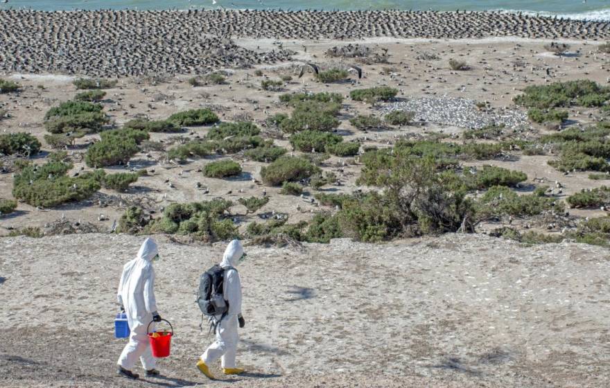 Two scientists in hazmat suits walk above a beach with terns among greenery and a colony of cormorants on the water's edge in Argentina