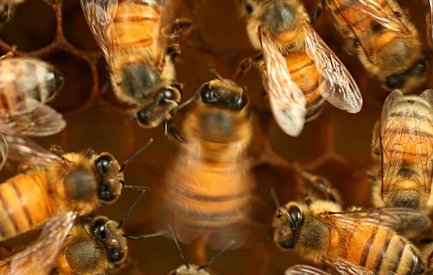 Honey bees in a hive viewed from above