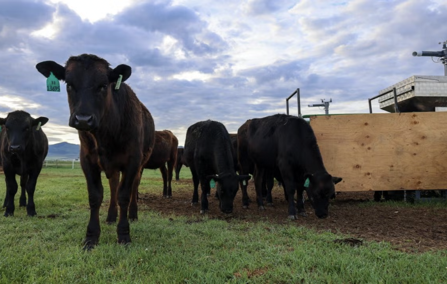 a herd of cattle in a field