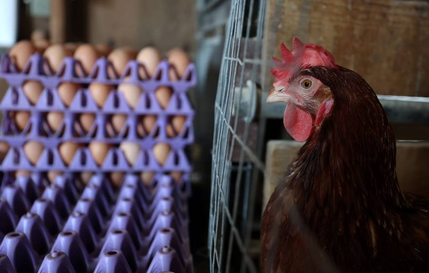 A chicken in a cage on a poultry farm, photographed in profile, next to a stack of egg crates