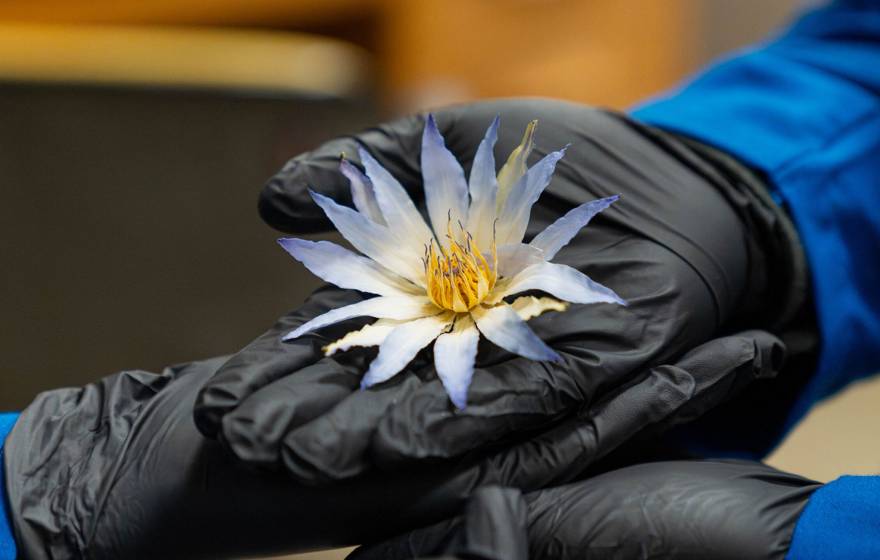 Four hands wearing black nitrile gloves and blue lab coat sleeves cradle an ornate, palm-sized flower with many petals, which are white near the center and turn blue toward the tips.