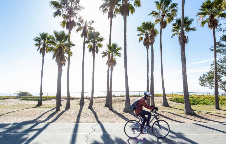 Person cycling past a stand of palm trees on a sunny day in Santa Barbara