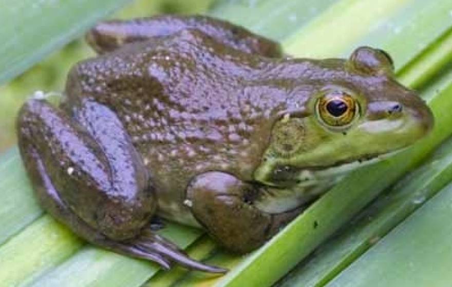 Bullfrog sitting on leaf