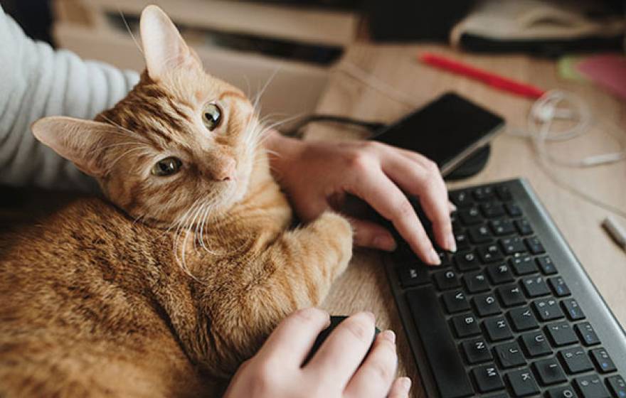 Cat sitting at keyboard