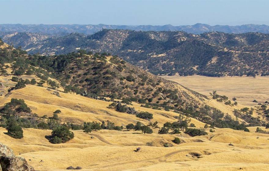 A view of yellow hills and dry trees in the Central Valley