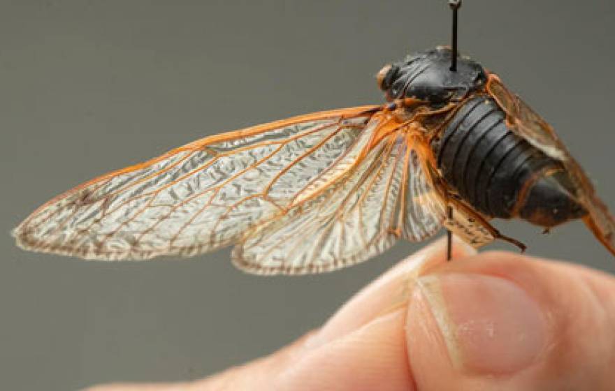 Close-up cicada photo