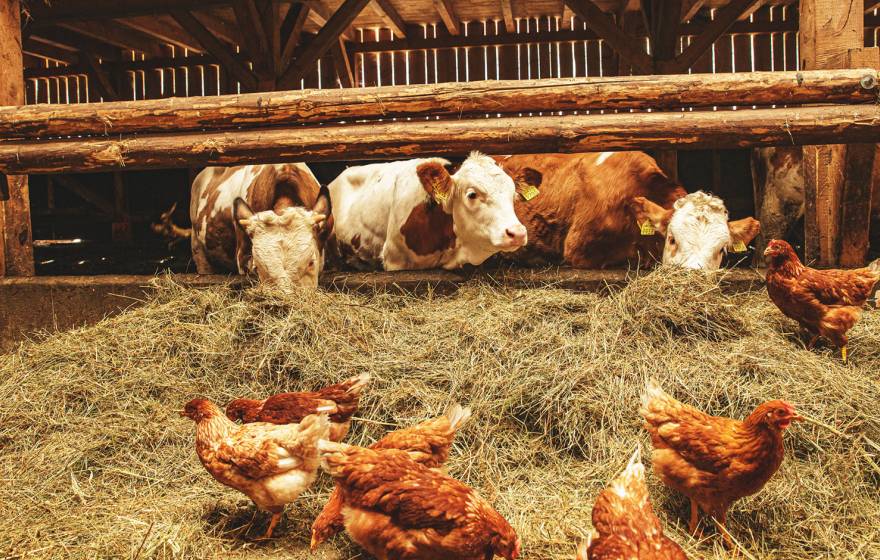 Cows and chickens in a barn