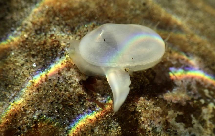 A little pale white clam underwater