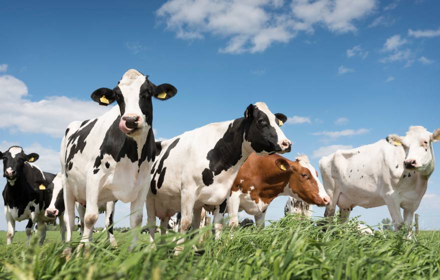 Dairy cows Dairy cows, a few black and white, one red and white, the other white, on green grass under a blue sky