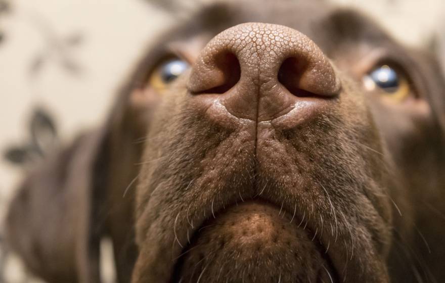 Closeup of a dog's nose