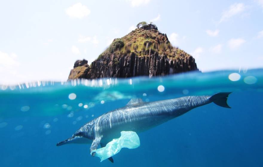 A photo shows an island on the top half, and under the water, a dolphin swimming with a bag on its fin