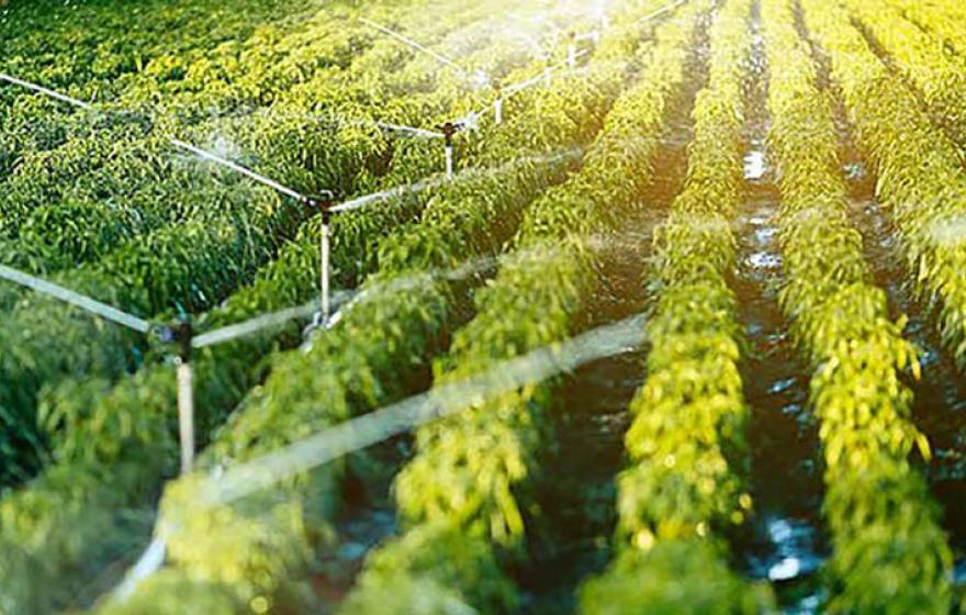 Crop field being irrigated