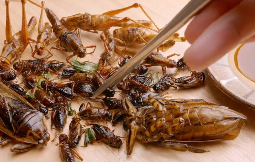 An array of dead insects next to a plate, one being grasped by a chopstick