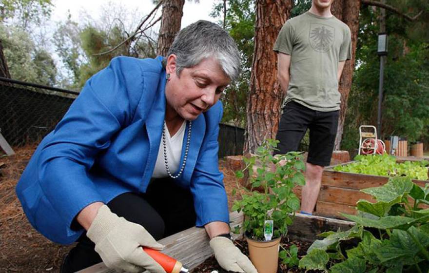 Janet Napolitano plants oregano with student Matt Orke