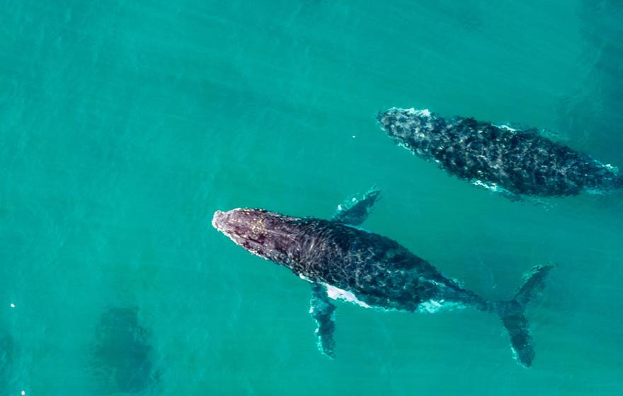 Two humpback whales swim through teal water, photographed from above