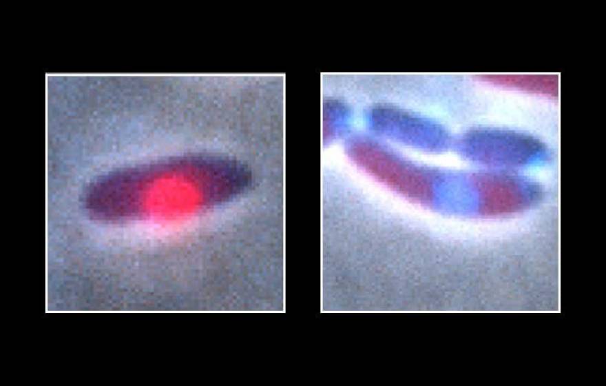 Two images, one of a purple oval with a pink dot on it, and one of two blueish, ovalish shapes on top of one another