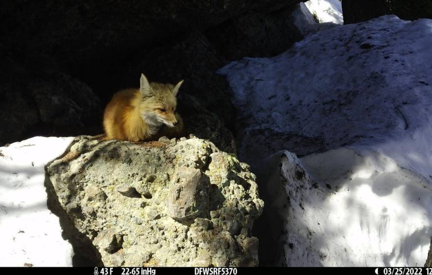 Wildlife camera footage of a red fox resting on a rock, surrounded by snow below