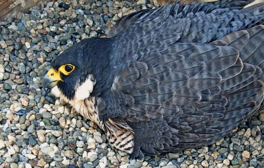 Annie, the peregrine falcon, on her gravel nest, sitting on her eggs