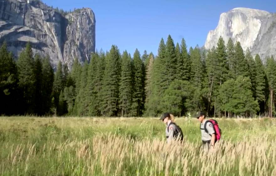 student rangers from UC Merced walk across a meadow in Yosemite