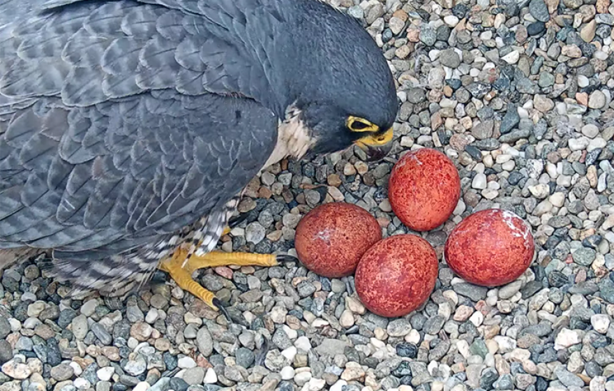 Annie the peregrine falcon looking at her eggs