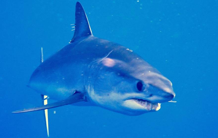 A close-up of a shortfin shark underwater