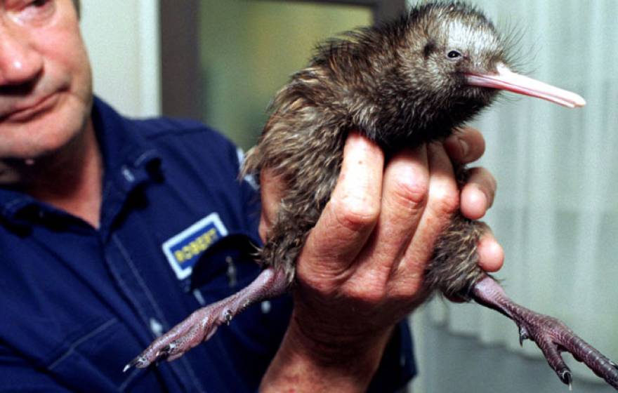 New Zealand Kiwi chick