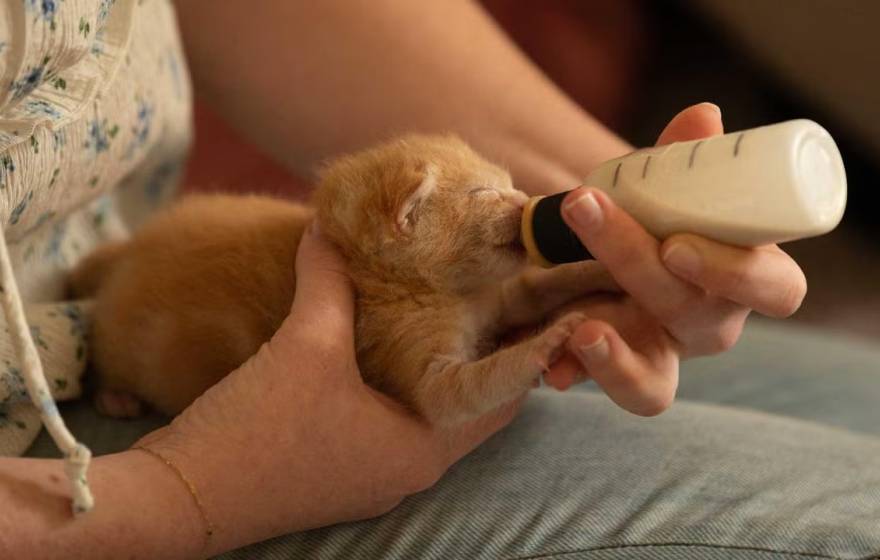 Foster kitten care A kitten being bottlefed