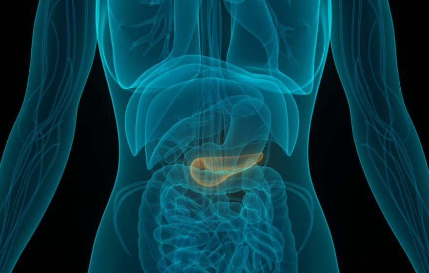 X-ray of human anatomy with pancreas highlighted