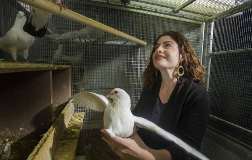 UC Davis pigeon study