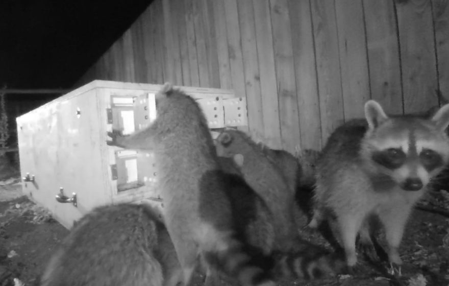 Black and white wildlife cam footage of several raccoons one facing the camera the others breaking into a complicated cabinet