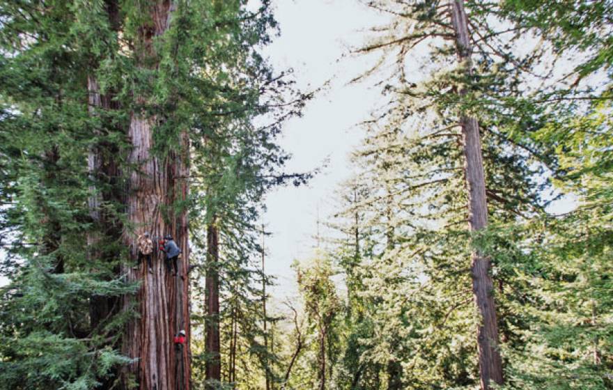 Redwoods Berkeley research