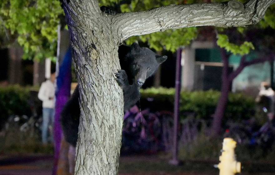 Bear on campus A young bear holds onto a tree trunk on campus at night, a person out of focus behind him