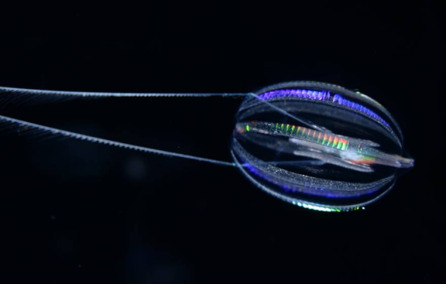 A photo of Hormiphora californensis, a comb jelly called the California sea gooseberry