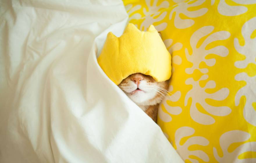 Cat sleeping with mask on face