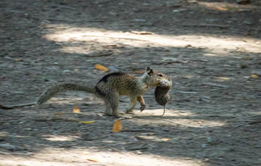 A California ground squirrel in Contra Costa County runs with a vole it hunted in its mouth